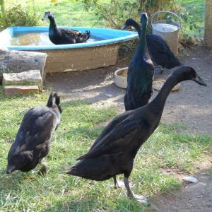 Buy Black Runner Ducks For Sale