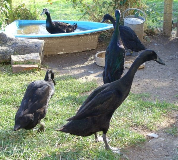 Buy Black Runner Ducks For Sale