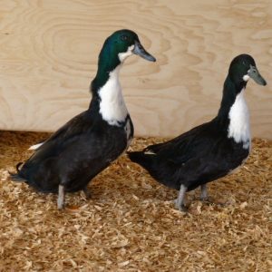Buy Black Swedish Duck For Sale