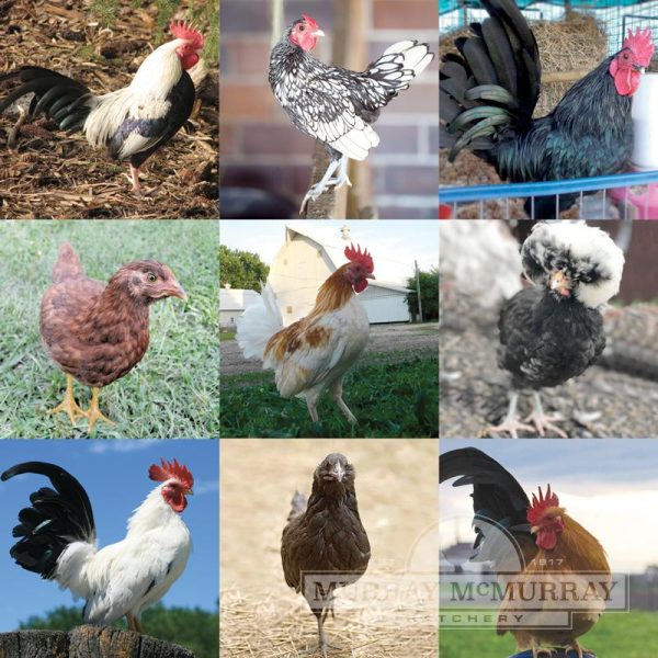 Assorted Clean Legged Bantams For Sale