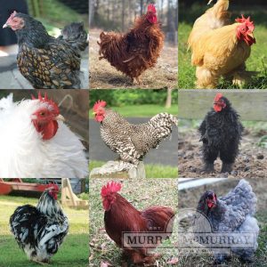 Assorted Cochin Bantams For Sale