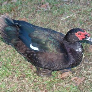 Black Muscovy Duck For Sale
