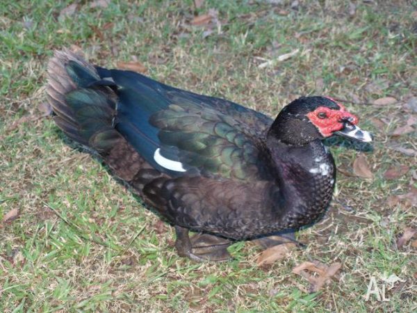 Black Muscovy Duck For Sale