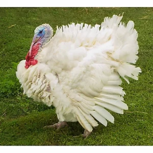 Giant White Turkey For Sale