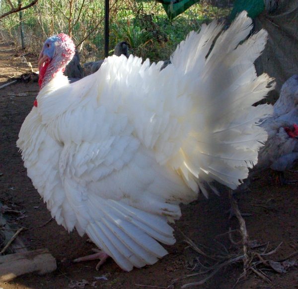Midget White Turkeys For Sale