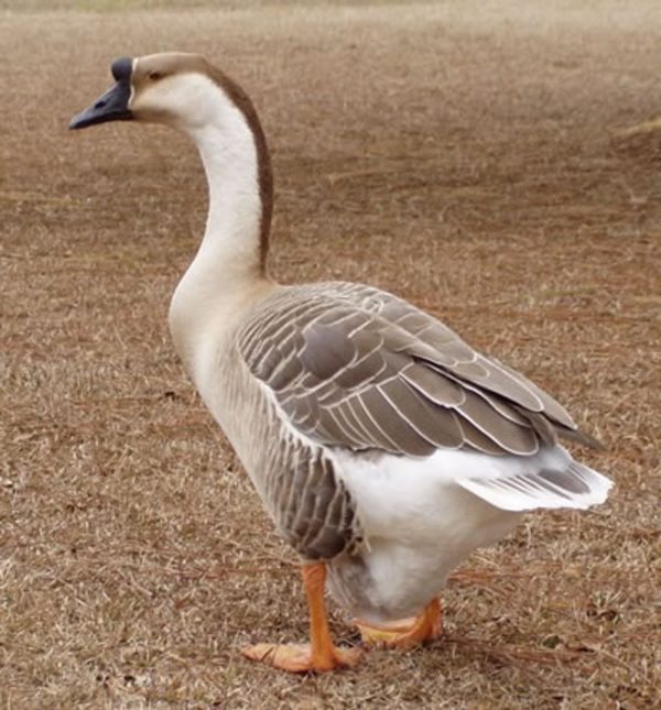 Brown Chinese Geese For Sale