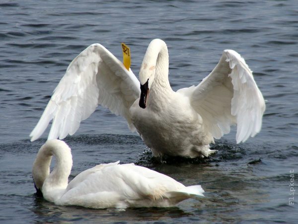 Buy Trumpeter Swans For Sale