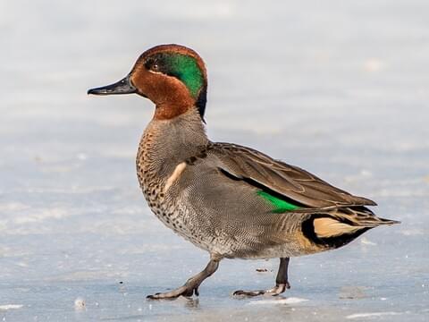 Green Winged Teal Duck