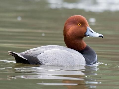 North American Red Head Duck