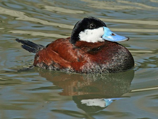 North American Ruddy Duck For Sale