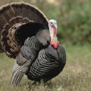 Best Broad Breasted Bronze Turkeys For Sale