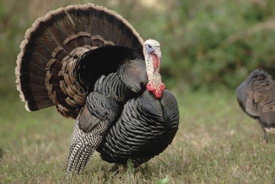 Best Broad Breasted Bronze Turkeys For Sale