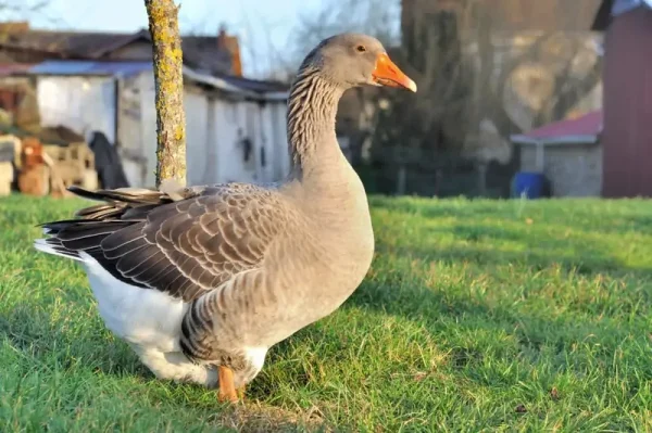 African Geese For Sale