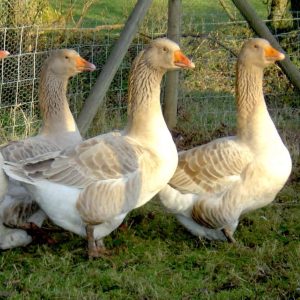 Buff Geese For Sale