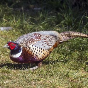 Chinese Ringneck Pheasants For Sale