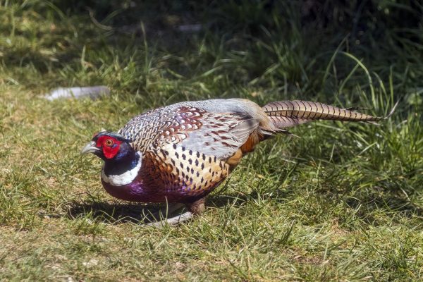 Chinese Ringneck Pheasants For Sale