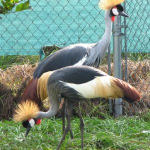 East African Crowned Crane For Sale