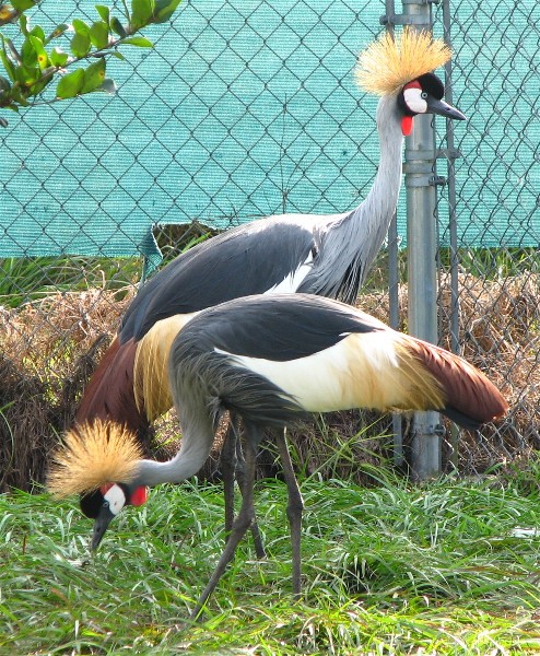 East African Crowned Crane For Sale