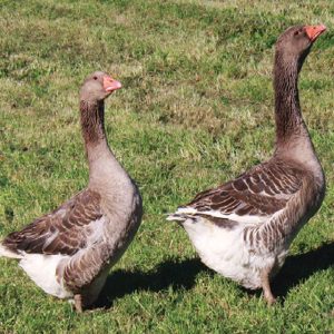 French Toulouse Geese For Sale
