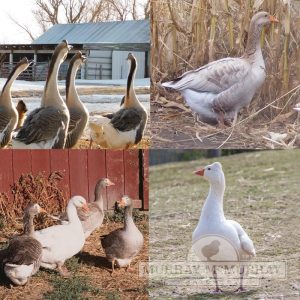 Fancy Goose Package For Sale