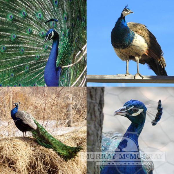 Peafowl Assortment For Sale