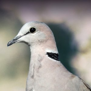 Ringneck Doves For Sale