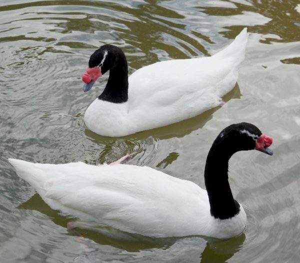 Trumpeter Swans For Sale