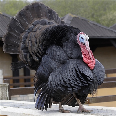 Murray's Broad-Breasted Artisan Black Turkey