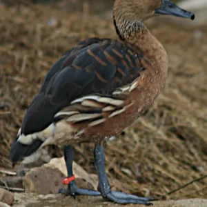 Buy Fulvous Tree Duck For Sale
