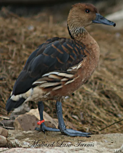 Buy Fulvous Tree Duck For Sale
