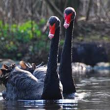 Australian Black Swans For Sale