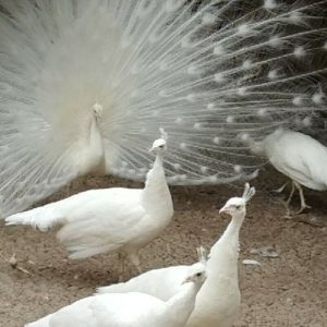 White Peafowl For Sale
