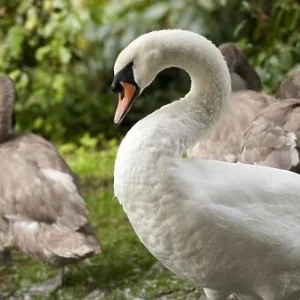White Mute Swans For Sale