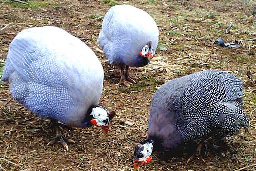 Buy Colored Guinea Fowl For Sale